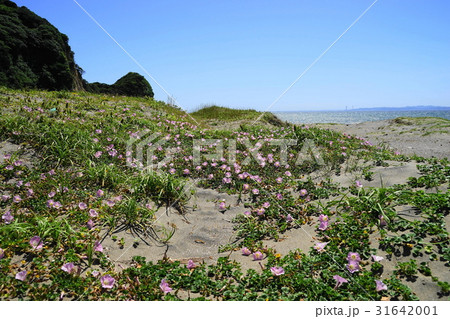 5月　富津市21ハマヒルガオと磯根崎・磯根海岸 31642001
