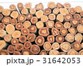 Closeup of a pile cut timber 31642053