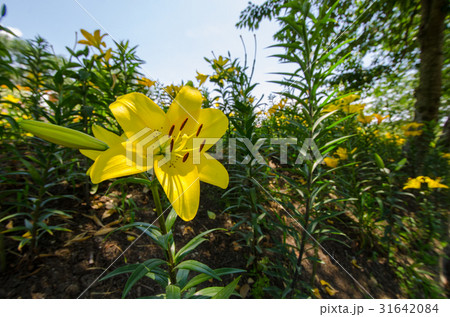 クローズアップ　黄色いユリの花（可睡ゆりの園） 31642084