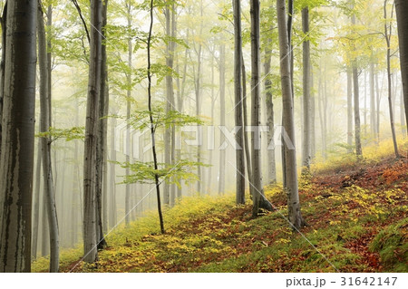 Autumn beech forest in foggy weather Autumn beech forest in foggy weather 31642147