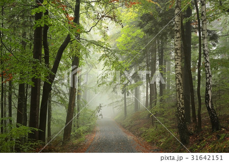Forest path in misty weather 31642151