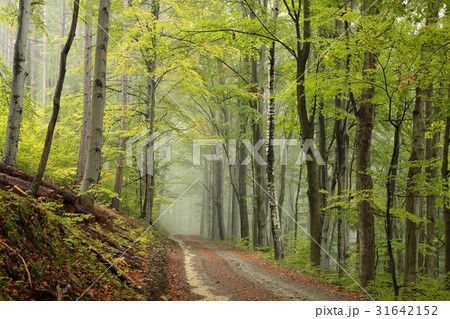 Path through the forest on a misty autumn weather Path through the forest on a misty autumn weather 31642152