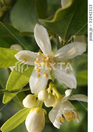 デコポンの花 デコポンの花 31642313