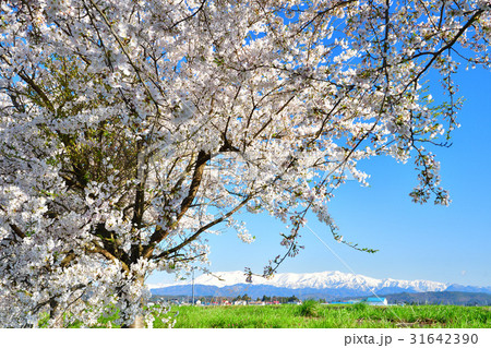 会津坂下の桜並木（福島県） 31642390