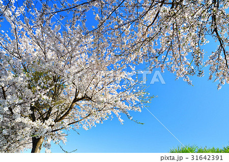 会津坂下の桜並木（福島県） 31642391