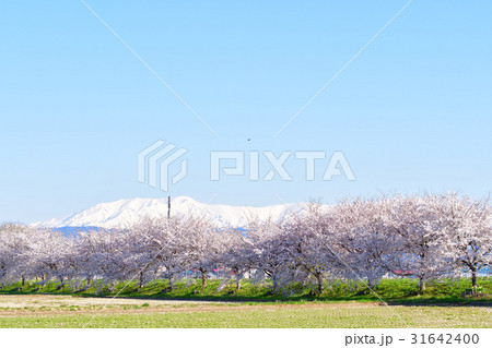会津坂下の桜並木（福島県） 31642400
