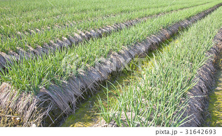 Green onion field in Taiwan 31642693