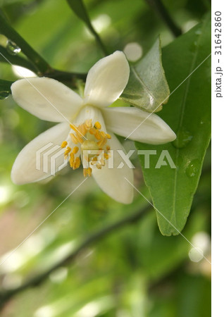 青島ミカンの花(温州みかん):浜松特産 青島ミカンの花(温州みかん):浜松特産 31642860