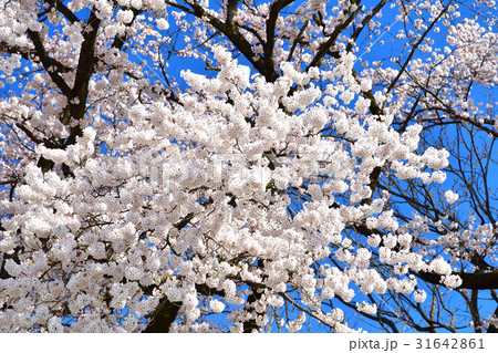 桜(イメージ) 桜(イメージ) 31642861