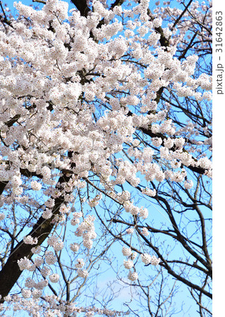 桜(イメージ) 桜(イメージ) 31642863