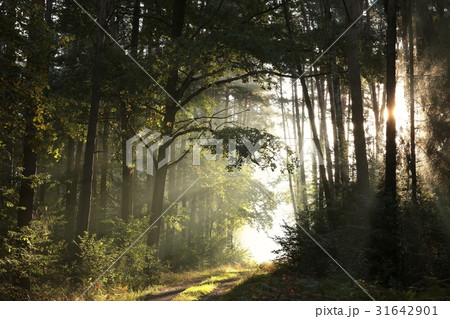 Dirt road through the woods at dawn 31642901