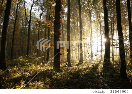 Autumn deciduous forest at sunrise 31642903