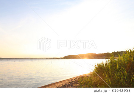 涸沼　新沢公園　茨城県茨城町 31642953