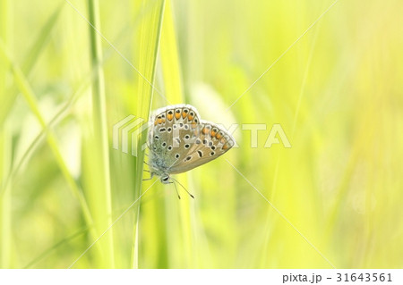 Butterfly on a spring meadow in the sunshine Butterfly on a spring meadow in the sunshine 31643561