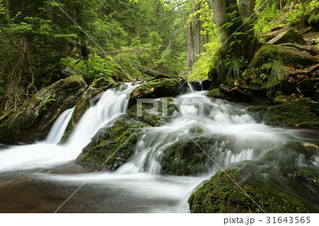 Forest stream flowing from the mountains 31643565