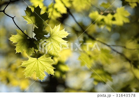 Spring maple leaf in the forest Spring maple leaf in the forest 31643578