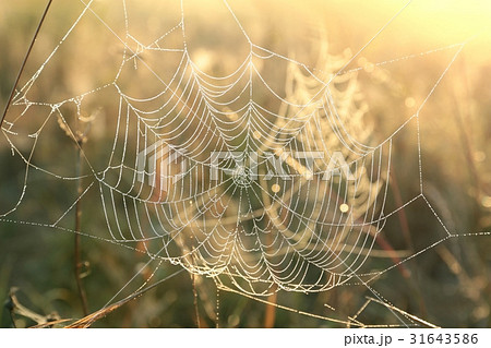 Spider web on a meadow at dawn 31643586