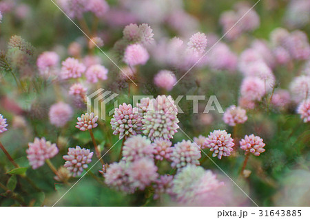 ピンクの花が咲くお花畑の写真素材