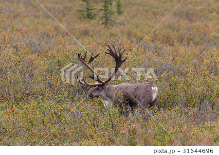 Bull Caribou in Velvet 31644696