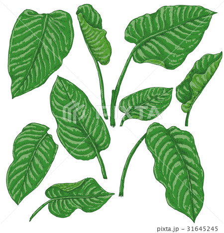 Green Dieffenbachia Leaves Sketch Green Dieffenbachia Leaves Sketch 31645245