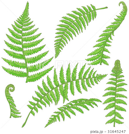 Green Fern Leaves Sketch 31645247