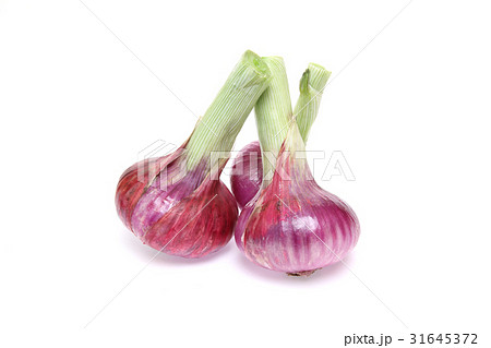 紫タマネギ 31645372