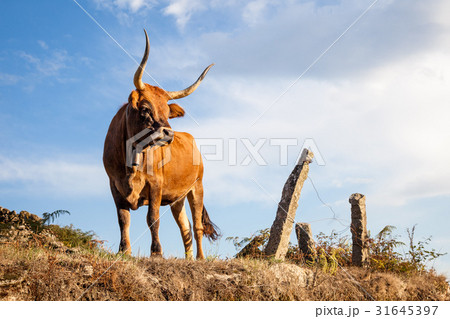 Bull, cow on pasture Bull, cow on pasture 31645397