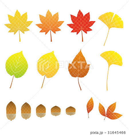 紅葉セット 31645466