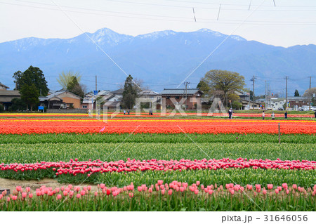 新潟県五泉市 チューリップまつりの写真素材