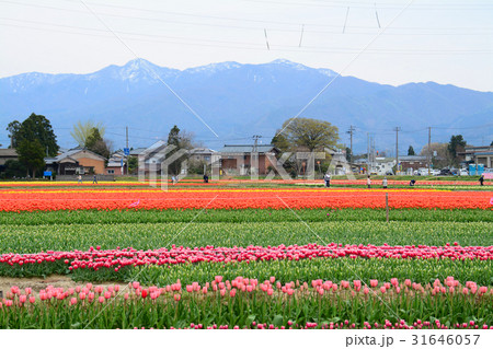 新潟県五泉市　チューリップまつり 31646057