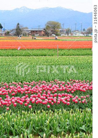 新潟県五泉市　チューリップまつり 31646063