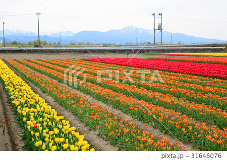 新潟県五泉市 チューリップまつり 新潟県五泉市 チューリップまつり 31646076
