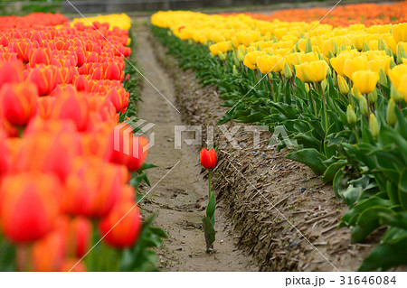 新潟県五泉市　チューリップまつり 31646084