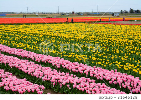 新潟県五泉市 チューリップまつり 新潟県五泉市 チューリップまつり 31646128