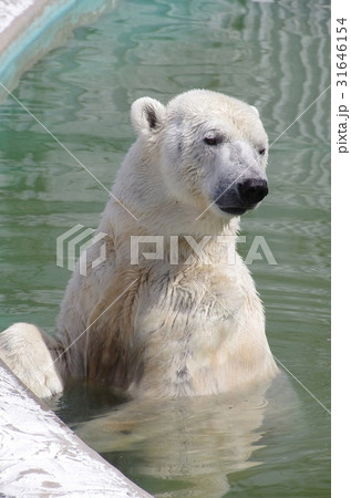 東山動物園のしろくまの写真素材