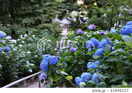 吉備津神社の紫陽花の写真素材