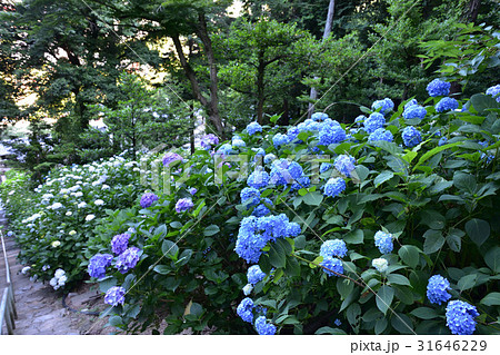 吉備津神社の紫陽花の写真素材