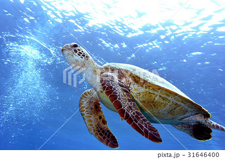 海亀 沖縄の海の写真素材