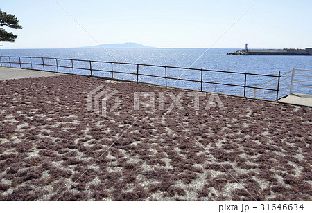 テングサ 31646634