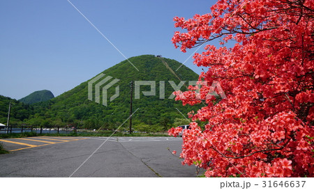 榛名山とツツジ 榛名山とツツジ 31646637