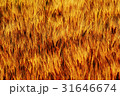 麦秋 31646674