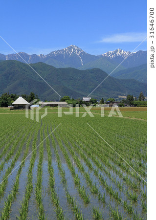 安曇野　初夏の田園と北アルプス 31646700