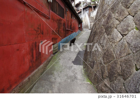 尾道の路地と黒猫 31646701
