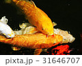 鯉 31646707