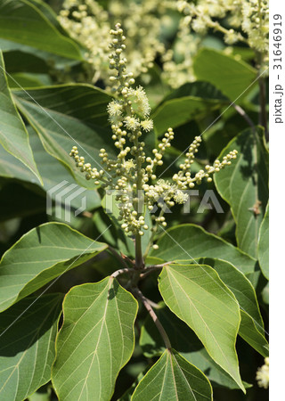 アカメガシワ アカメガシワ 31646919