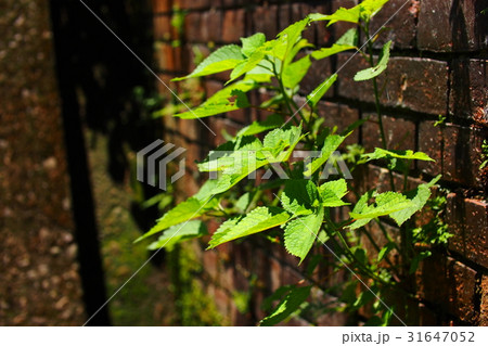 植物 工場 プランツ 31647052