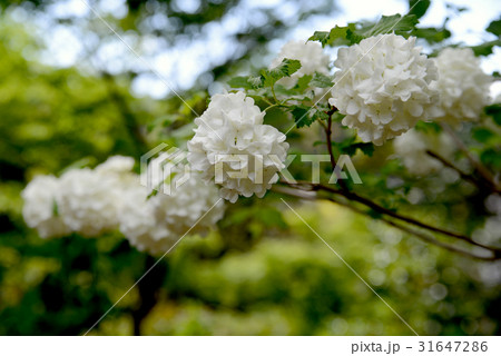 オオデマリ オオデマリ 31647286