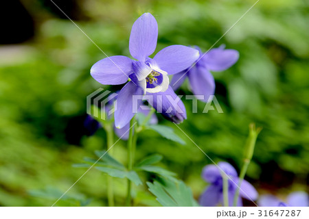 オダマキ オダマキ 31647287