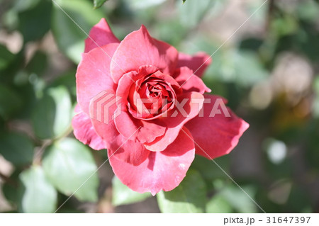 薔薇 薔薇 31647397