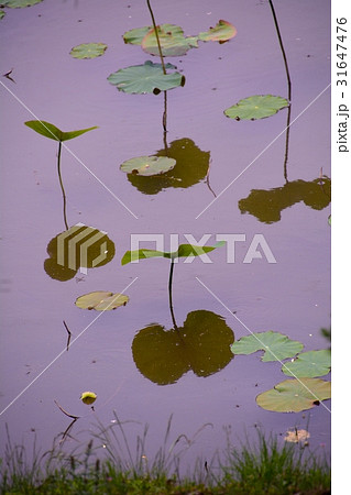 大賀ハスの新葉と映り込み 31647476